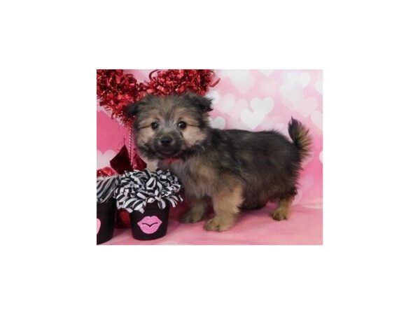 Malti Pom-DOG-Male-Sable-11694-Petland Batavia, Illinois