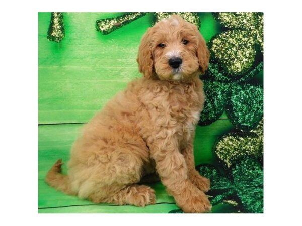 Goldendoodle 2nd Generation DOG Male Golden 11692 Petland Batavia, Illinois