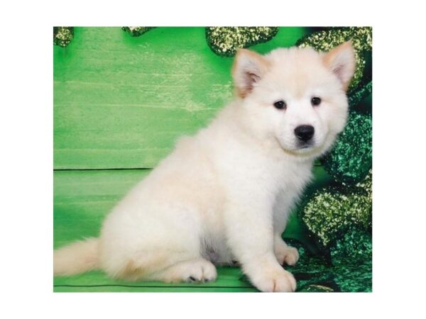 Chowsky DOG Male Cream 11691 Petland Batavia, Illinois