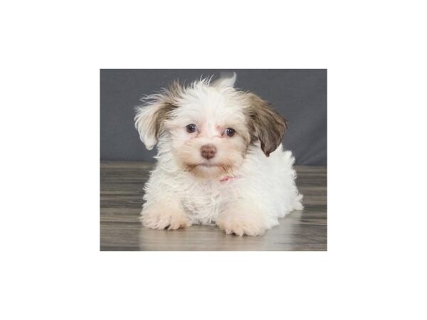 Havanese DOG Female White / Sable 11700 Petland Batavia, Illinois