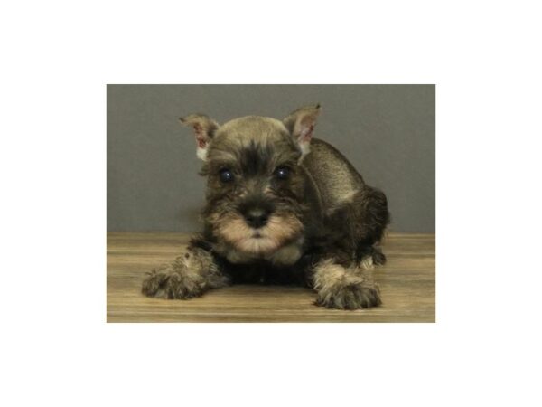 Miniature Schnauzer DOG Male Salt / Pepper 11698 Petland Batavia, Illinois