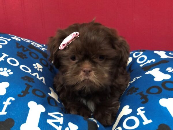 Shih Tzu DOG Female Chocolate 11685 Petland Batavia, Illinois