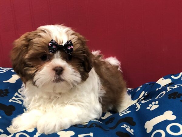 Shih Tzu DOG Female Brindle & White 11684 Petland Batavia, Illinois