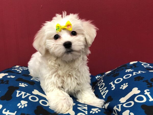 Havapoo DOG Female White, cream markings 11679 Petland Batavia, Illinois