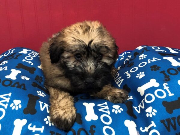 Soft Coated Wheaten Terrier DOG Male Wheaten, Black Mask 11681 Petland Batavia, Illinois