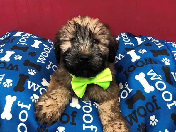 Soft Coated Wheaten Terrier DOG Male Wheaten, Black Mask 11683 Petland Batavia, Illinois