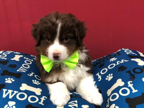 Miniature American Shepherd DOG Male Red Tri 11678 Petland Batavia, Illinois