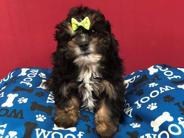 Shih-Poo DOG Female Black, Tan Markings 11680 Petland Batavia, Illinois