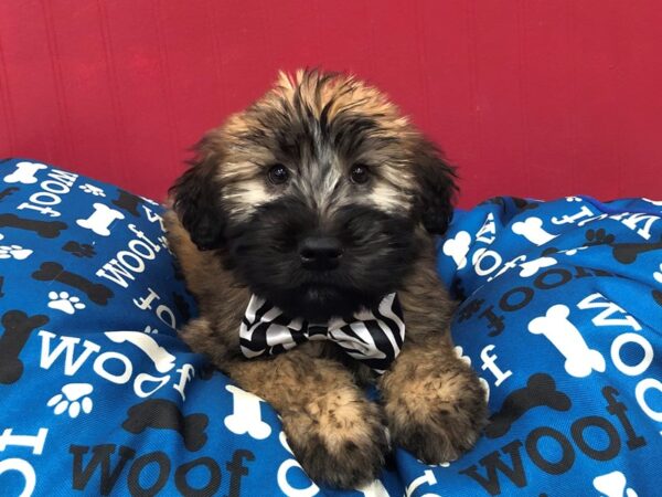 Soft Coated Wheaten Terrier DOG Male Wheaten, Black Mask 11682 Petland Batavia, Illinois