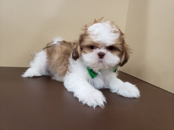 Shih Tzu DOG Male Gold Brindle and White 19858 Petland Batavia, Illinois