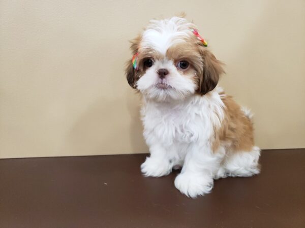 Shih Tzu DOG Female Gold Brindle and White 19857 Petland Batavia, Illinois