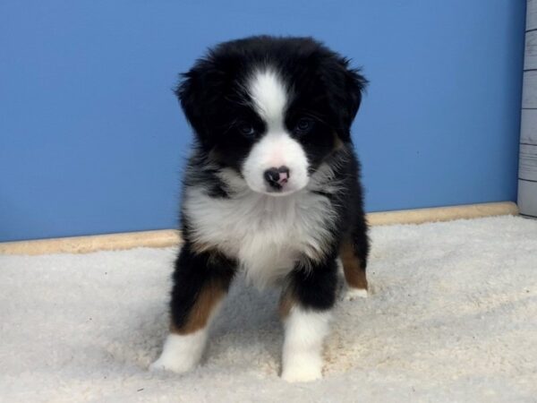 Miniature American Shepherd DOG Male Tri Colored 19605 Petland Batavia, Illinois