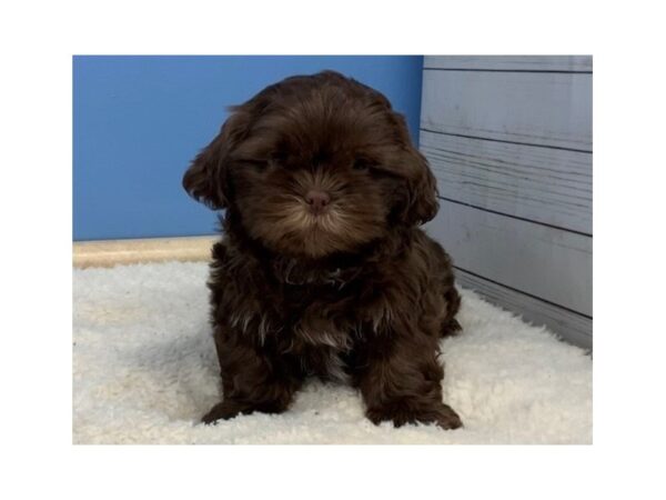 Shih Tzu DOG Male Chocolate 19607 Petland Batavia, Illinois