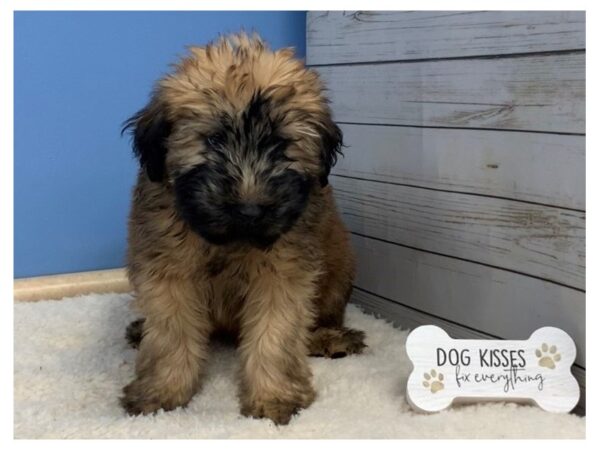 Soft Coated Wheaten Terrier-DOG-Male-Wheaten, Black Mask-19610-Petland Batavia, Illinois