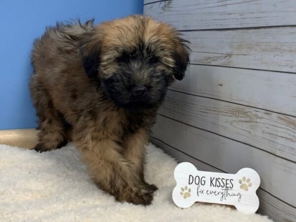 Soft Coated Wheaten Terrier DOG Female Wheaten, Black Mask 19609 Petland Batavia, Illinois