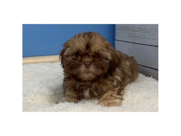 Shih Tzu DOG Female Brindle 19608 Petland Batavia, Illinois