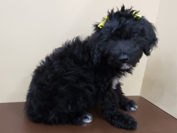 Aussiedoodle Mini DOG Female Black 19856 Petland Batavia, Illinois