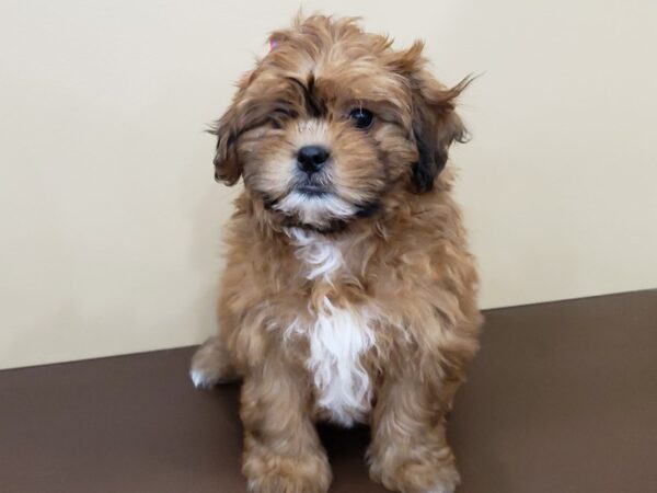 Shih-Poo DOG Female Apricot 19853 Petland Batavia, Illinois