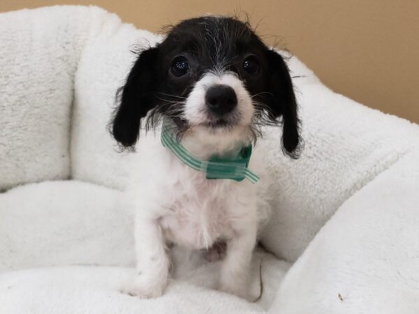 Doxie-Poo DOG Female Black and White 19850 Petland Batavia, Illinois