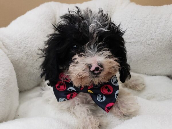 Doxie-Poo DOG Male Black and White 19849 Petland Batavia, Illinois