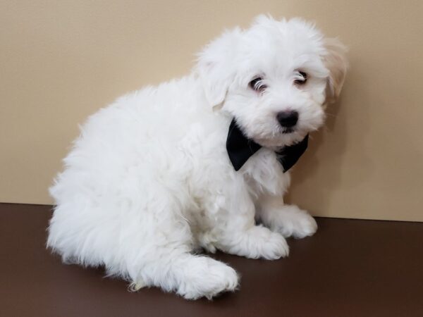 Havapoo DOG Male White, cream markings 19855 Petland Batavia, Illinois