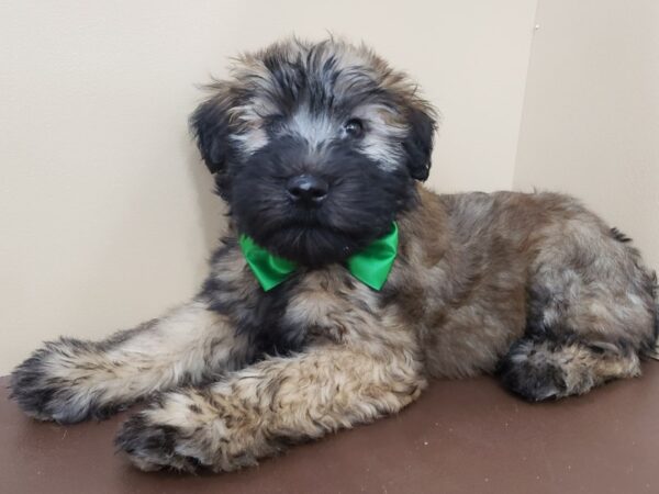 Soft Coated Wheaten Terrier DOG Male Wheaten, Black Mask 19851 Petland Batavia, Illinois