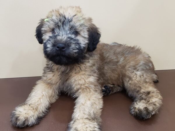 Soft Coated Wheaten Terrier-DOG-Female-Wheaten, Black Mask-19852-Petland Batavia, Illinois