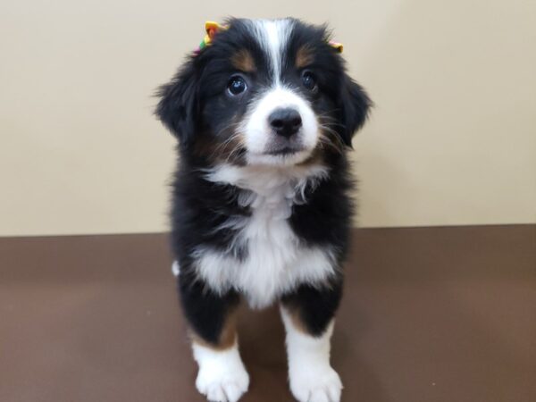 Miniature American Shepherd DOG Female Tri Colored 19854 Petland Batavia, Illinois