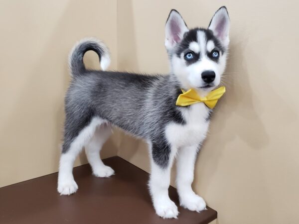 Siberian Husky DOG Male Black & White 19848 Petland Batavia, Illinois