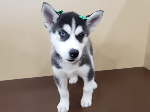 Siberian Husky DOG Female Black & White 19847 Petland Batavia, Illinois