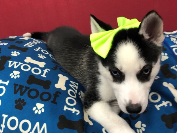 Siberian Husky DOG Female Black & White 11677 Petland Batavia, Illinois