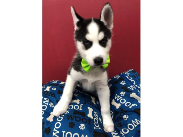 Siberian Husky DOG Male Black & White 11676 Petland Batavia, Illinois