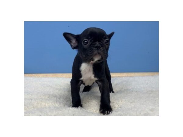 French Bulldog DOG Female Black 19877 Petland Batavia, Illinois