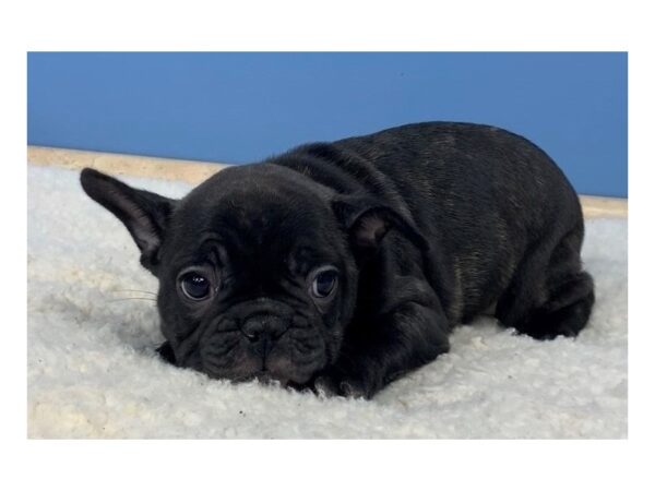 French Bulldog DOG Male Black 11732 Petland Batavia, Illinois