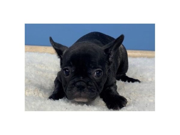 French Bulldog-DOG-Female-Black-11731-Petland Batavia, Illinois