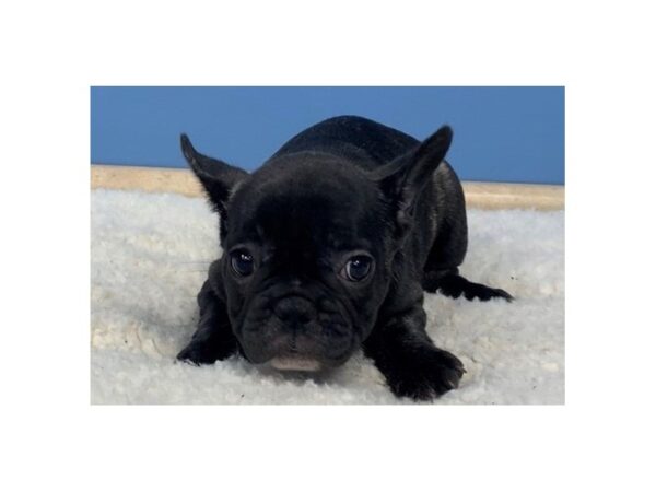 French Bulldog DOG Female Black 11731 Petland Batavia, Illinois