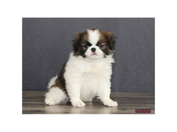 Japanese Chin-DOG-Male-Sable / White-11717-Petland Batavia, Illinois