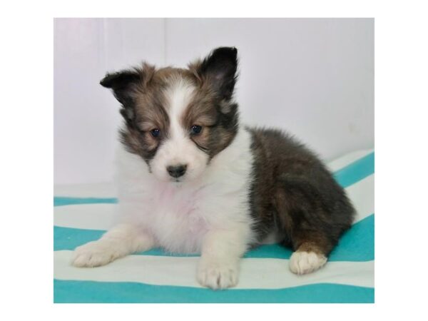 Shetland Sheepdog DOG Male Sable / White 11716 Petland Batavia, Illinois