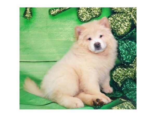 Chow Chow-DOG-Male-Cream-19863-Petland Batavia, Illinois