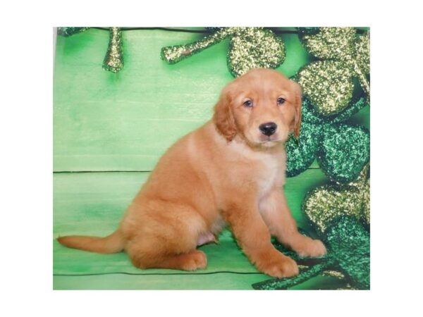 Golden Retriever DOG Male Golden 19864 Petland Batavia, Illinois