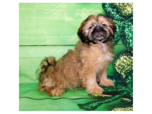 Shih Tzu DOG Female Gold 19861 Petland Batavia, Illinois