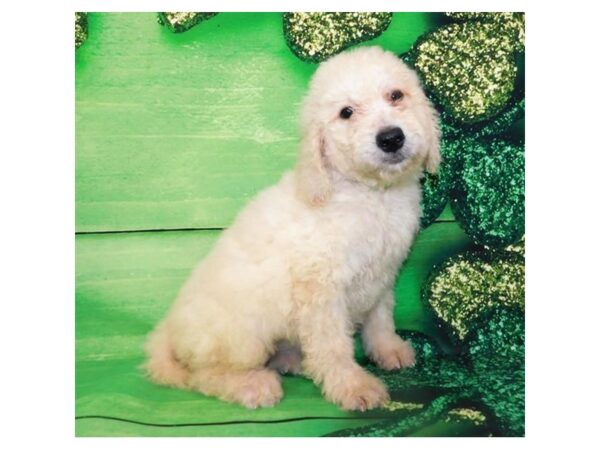 Goldendoodle 2nd Generation-DOG-Female-Light Golden-11712-Petland Batavia, Illinois