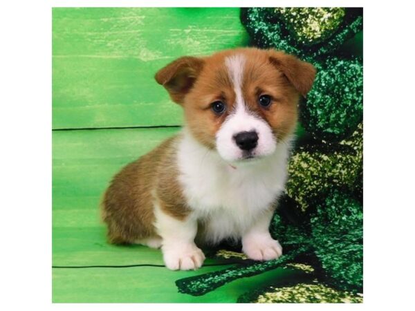 Pembroke Welsh Corgi DOG Male Sable / White 11708 Petland Batavia, Illinois