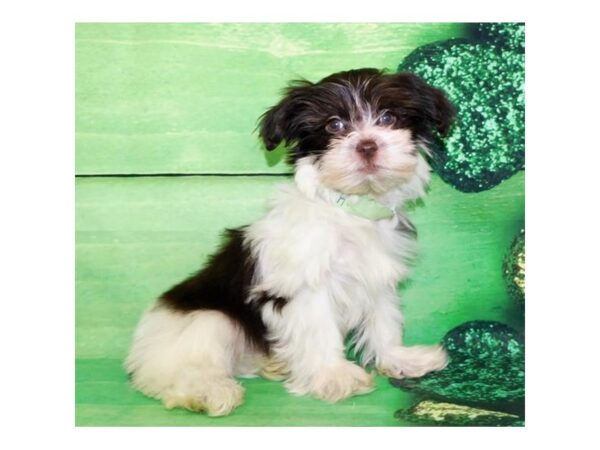 Havachon DOG Female Chocolate 19865 Petland Batavia, Illinois