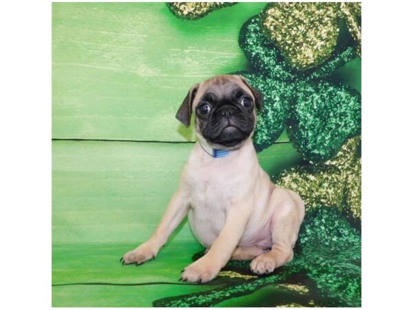 Pug DOG Female Fawn 19860 Petland Batavia, Illinois