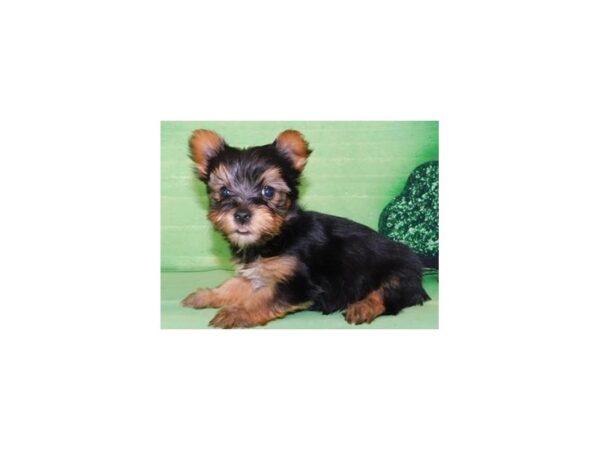 Yorkshire Terrier-DOG-Male-Black / Tan-19862-Petland Batavia, Illinois