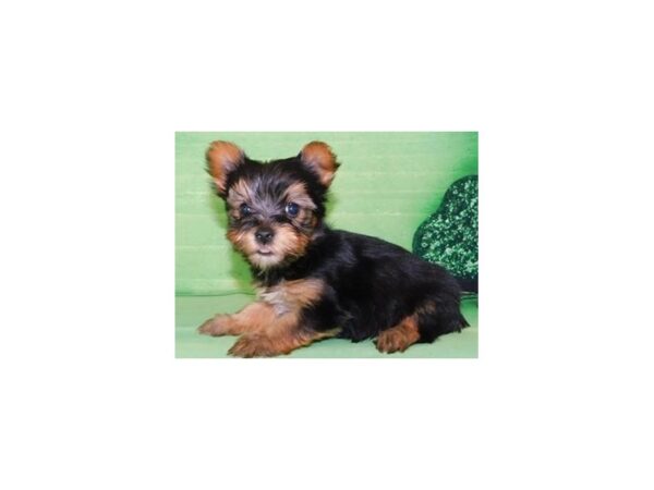 Yorkshire Terrier DOG Male Black / Tan 19862 Petland Batavia, Illinois