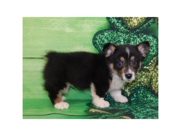 Pembroke Welsh Corgi DOG Male Black White / Tan 19859 Petland Batavia, Illinois