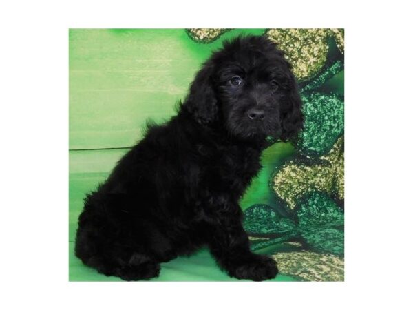 Goldendoodle DOG Female Black 19866 Petland Batavia, Illinois