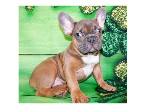 French Bulldog DOG Male Blue Fawn 11706 Petland Batavia, Illinois